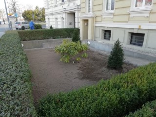 Hecke schneiden